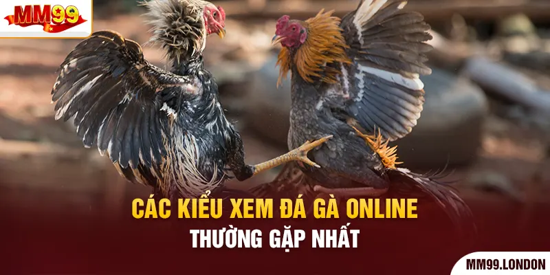 Hành Trình Chinh Phục Sới Đá Gà Online Mãn Nhãn Cùng Mm99 Các kiểu xem đá gà online thường gặp nhất