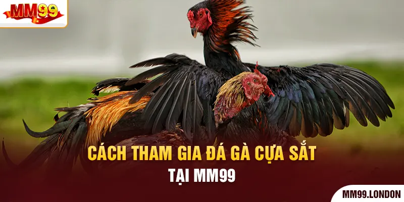 Đá Gà Cựa Sắt - Thể Loại Kê Chiến Mà Bạn Không Nên Bỏ Qua Cách tham gia đá gà cựa sắt tại mm99