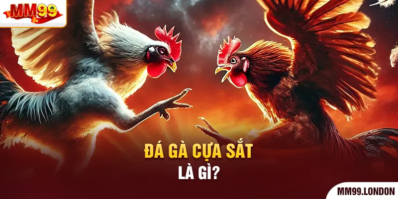 Đá Gà Cựa Sắt - Thể Loại Kê Chiến Mà Bạn Không Nên Bỏ Qua Đá gà cựa sắt là gì?