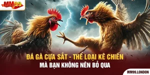 Đá Gà Cựa Sắt - Thể Loại Kê Chiến Mà Bạn Không Nên Bỏ Qua