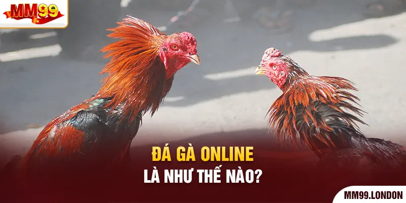 Hành Trình Chinh Phục Sới Đá Gà Online Mãn Nhãn Cùng Mm99 Đá gà online là như thế nào?
