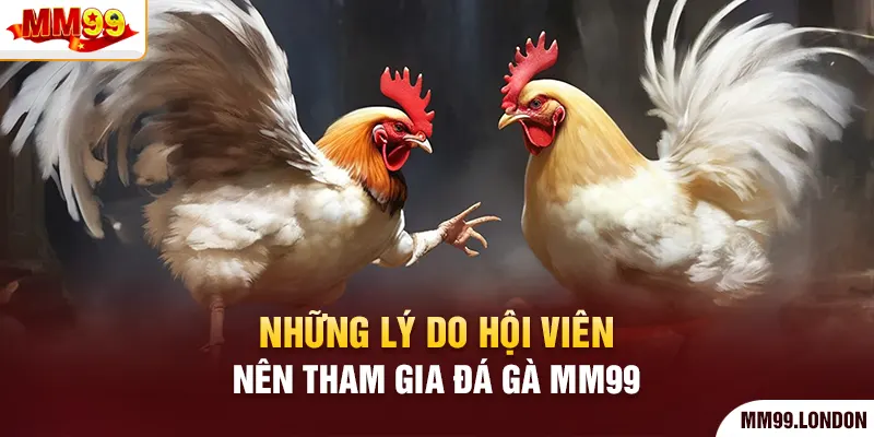 Những lý do hội viên nên tham gia đá gà mm99